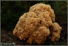 sponszwam-copyright-yvonnevandermey sponszwam-copyright-yvonnevandermey