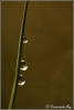 waterdruppels-op-stengel-copyright-yvonnevandermey waterdruppels-op-stengel-copyright-yvonnevandermey