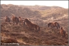 wild-horses-copyright-yvonnevandermey wild-horses-copyright-yvonnevandermey