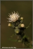 witte-variant-kalejonker-copyright-yvonnevandermey witte-variant-kalejonker-copyright-yvonnevandermey