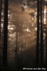 zonneharpen-in-leuvenumse-bossen-copyright-yvonnevandermey zonneharpen-in-leuvenumse-bossen-copyright-yvonnevandermey