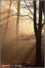 zonsopgang-in-herfstig-bos-copyright-yvonnevandermey