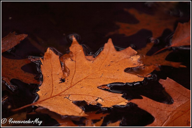 vandaag-is-rood-copyright-yvonnevandermey