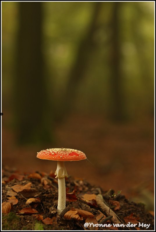 vliegenzwam-speulderbos-copyright-yvonnevandemey