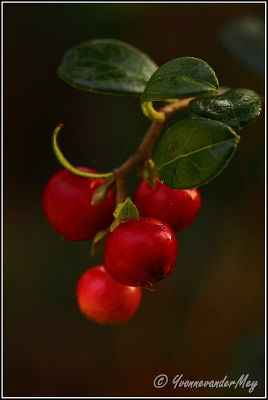 vurig-rood-copyright-yvonnevandermey