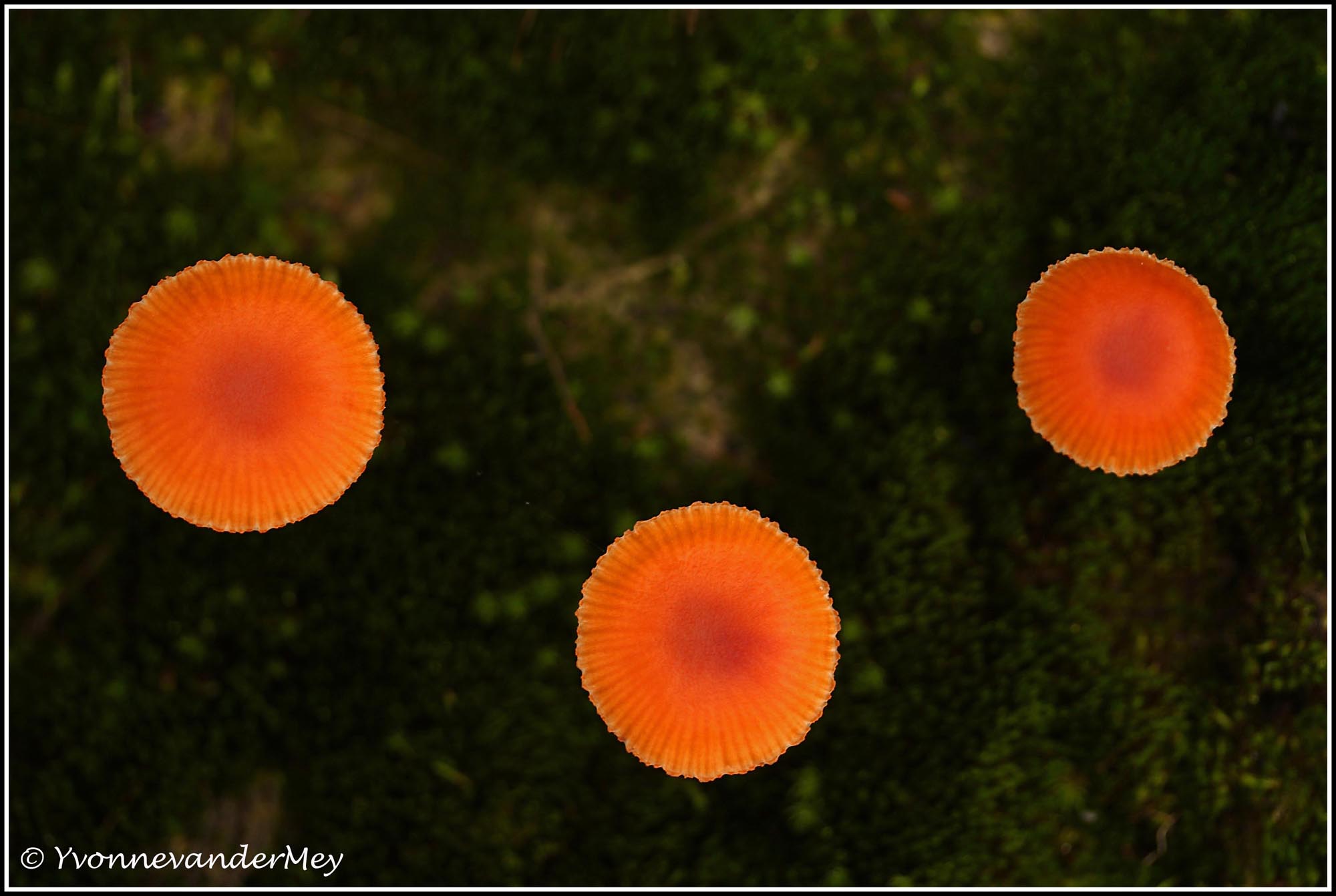 vuurzwammetje-copyright-yvonnevandermey-res