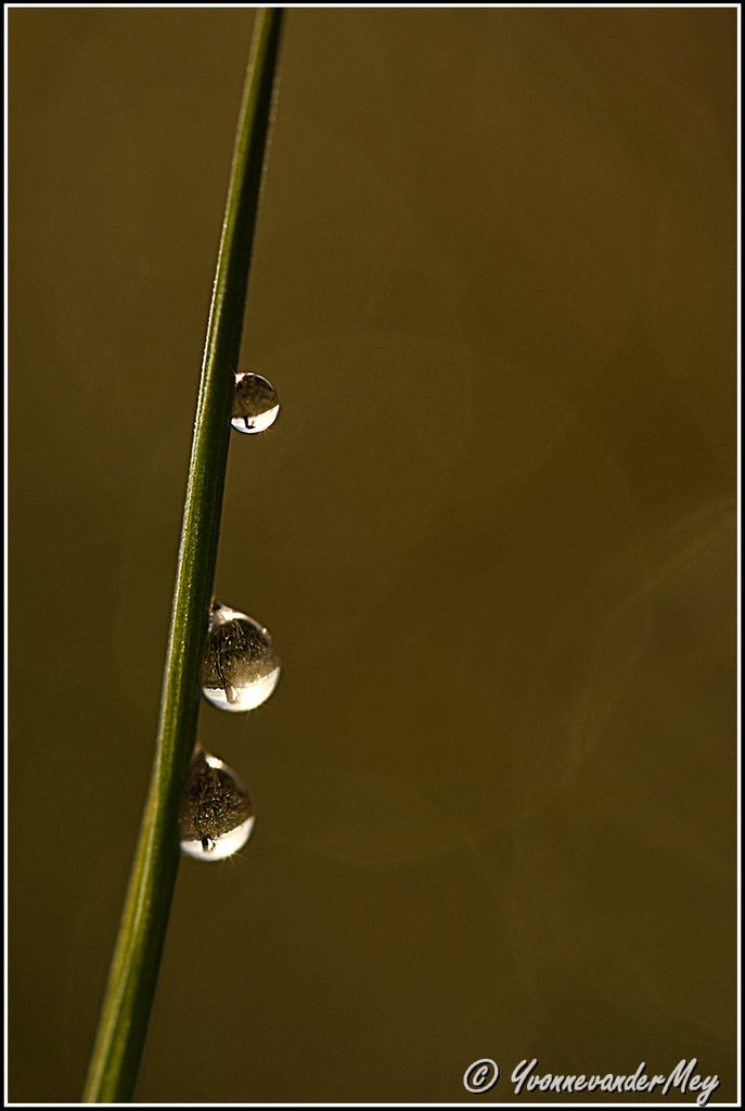 waterdruppels-op-stengel-copyright-yvonnevandermey