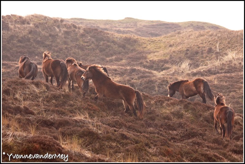 wild-horses-copyright-yvonnevandermey