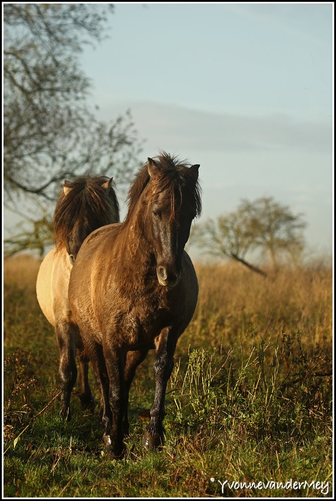 wilde-paarden-copyright-yvonnevandermey