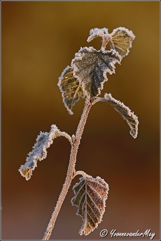 winterse-schoonheid-copyright-yvonnevandermey