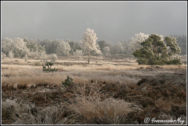 winterse-veluwe-copyright-yvonnevandermey