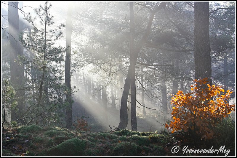 wintersfeer-in-leuvenumse-bossen-copyright-yvonnevandermey