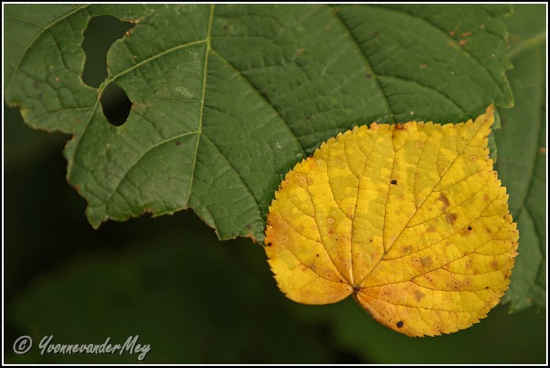 yellow-and-green-copyright-yvonnevandermey