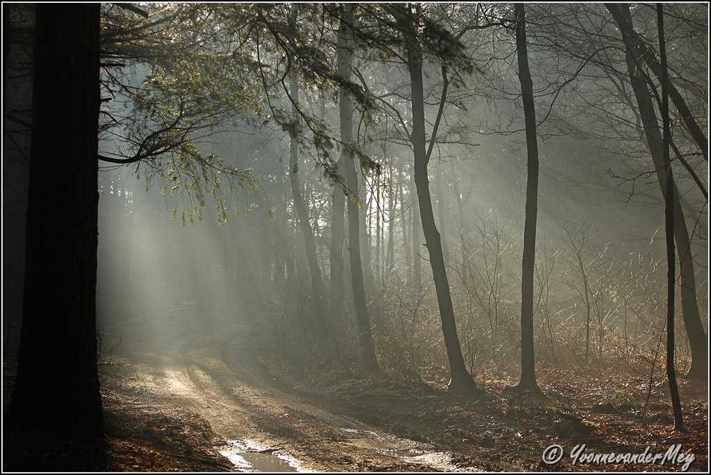 zonnebanen-brandnetel-copyright-yvonnevandermey