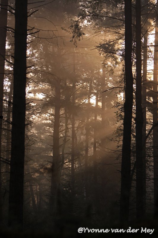 zonneharpen-in-leuvenumse-bossen-copyright-yvonnevandermey