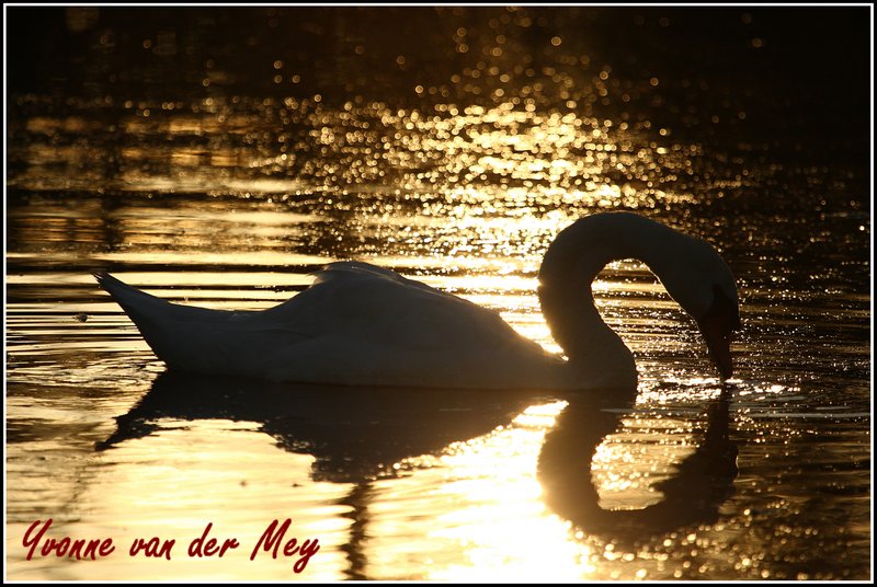 zwaan-in-tegenlicht-copyright-yvonnevandermey