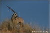 oryx (Copyright Yvonne van der Mey)