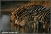 zebras bij drinkplaats / zebra near waterhole (Copyright Yvonne van der Mey)