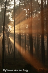 zonneharpen-in-leuvenumse-bossen-copyright-yvonnevandermey