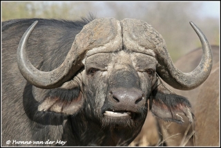 Kaapsebuffel / Capebuffalo (Copyright Yvonne van der Mey)