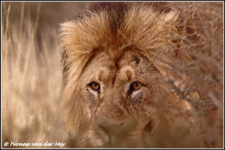 Leeuwopjacht / Lionhunting (Copyright Yvonne van der Mey)