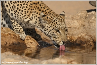 Luipaardvrouwtje drinkend / leopard female drinking (Copyright Yvonne van der Mey)