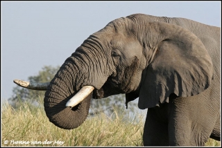 olifant drinkend / elephant drinking (Copyright Yvonne van der Mey)