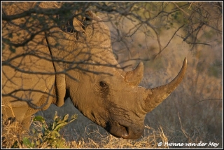 witte neushoorn vrouwtje / white female rino (Copyright Yvonne van der Mey)