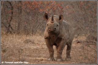 zwarte neushoorn waakzaam / blackrhino alert (Copyright Yvonne van der Mey)