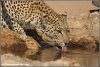 Luipaardvrouwtje drinkend / leopard female drinking (Copyright Yvonne van der Mey) Luipaardvrouwtje drinkend / leopard female drinking (Copyright Yvonne van der Mey)