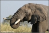 olifant drinkend / elephant drinking (Copyright Yvonne van der Mey) olifant drinkend / elephant drinking (Copyright Yvonne van der Mey)