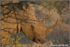 witte neushoorn vrouwtje / white female rino (Copyright Yvonne van der Mey) witte neushoorn vrouwtje / white female rino (Copyright Yvonne van der Mey)