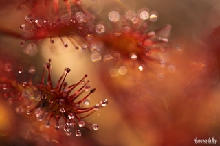 Creatief-met-zonnedauw-copyright-YvonnevanderMey