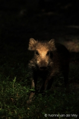 Overloper-wild-zwijn-in-staand-bijzonder-licht-copyright-YvonnevanderMey