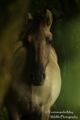 Wild-Koniks-horse-copyright-YvonnevanderMey