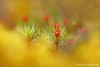 Bloeiend-mos-copyright-YvonnevanderMey Bloeiend-mos-copyright-YvonnevanderMey