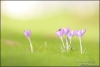 Krokussen-met-zweefvlieg-copyright-YvonnevanderMey Krokussen-met-zweefvlieg-copyright-YvonnevanderMey