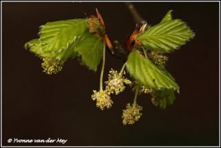 Bloeiende beuk / flowering beechtree (Copyright Yvonne van der Mey)