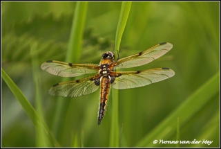 Libel platbuik / Broad bodied chaser (Copyright Yvonne van der Mey)