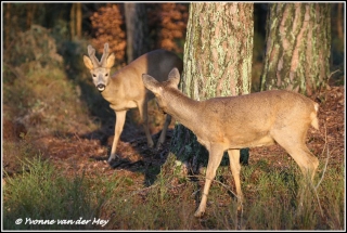 Reebok en reegeit / Roedeer male and female (Copyright Yvonne van der Mey)