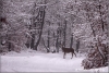 edelherthinde-in-de-sneeuw-reddeer-female-in-the-snow-copyright-yvonnevandermey