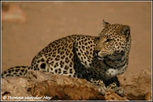 luipaardvrouwtje-female-leopard-copyright-yvonnevandermey