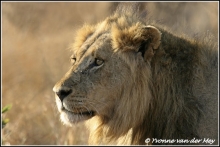 Mannetjes leeuw portret / Male lion portrait Copyright Yvonne van der Mey