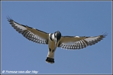 pied-kingfisher-in-full-flight-bonte-ijsvogel-in-vlucht-copyright-yvonnevandermey