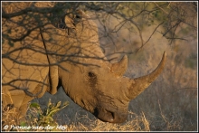 witte-neushoorn-white-rhino-copyright-yvonnevandermey