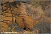 witte-neushoorn-white-rhino-copyright-yvonnevandermey witte-neushoorn-white-rhino-copyright-yvonnevandermey
