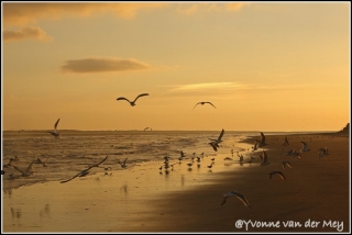 Het-eerste-licht-op-de-Boschplaat-copyright-YvonnevanderMey