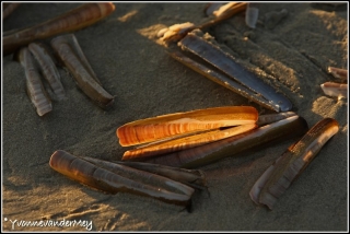 Mes-aan-zee-copyright-YvonnevanderMey