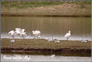 Lepelaars Copyright Yvonne van der Mey