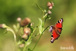 Atalanta-op-distel-copyright-YvonnevanderMey